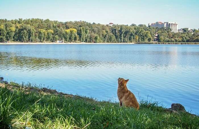 wild animal on the chisinau lake in national park of moldova