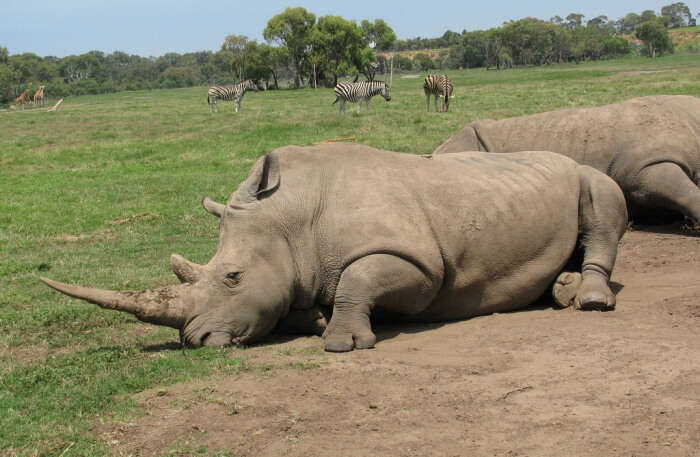 Rhinoceros View