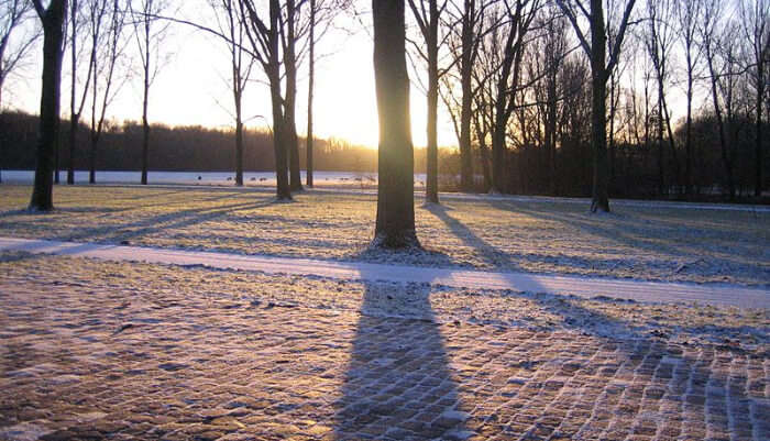 Amsterdam Forest