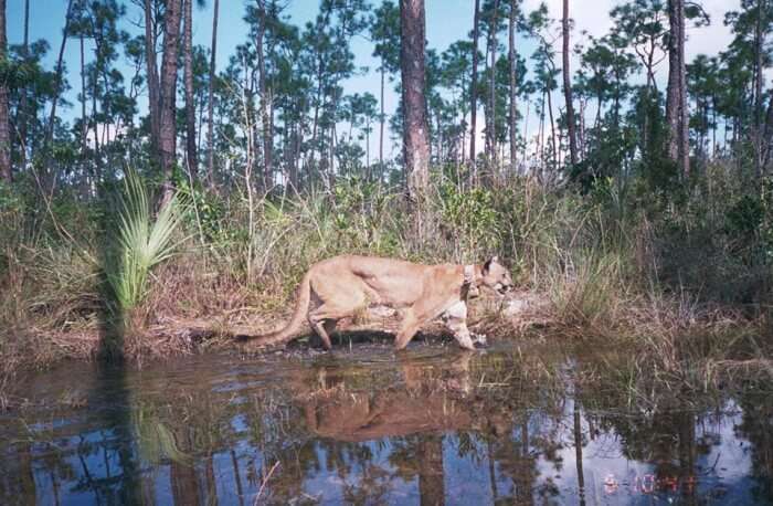 Florida Panther Festival