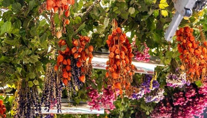 Flower_Market in Amsterdam