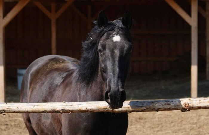 Gallop Stables