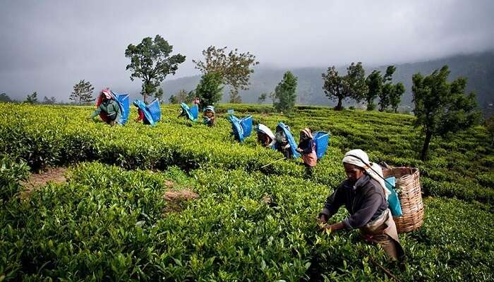 Tea plantations
