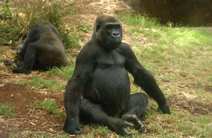 Werribee Open Range Zoo: A Guide To Know Everything About It