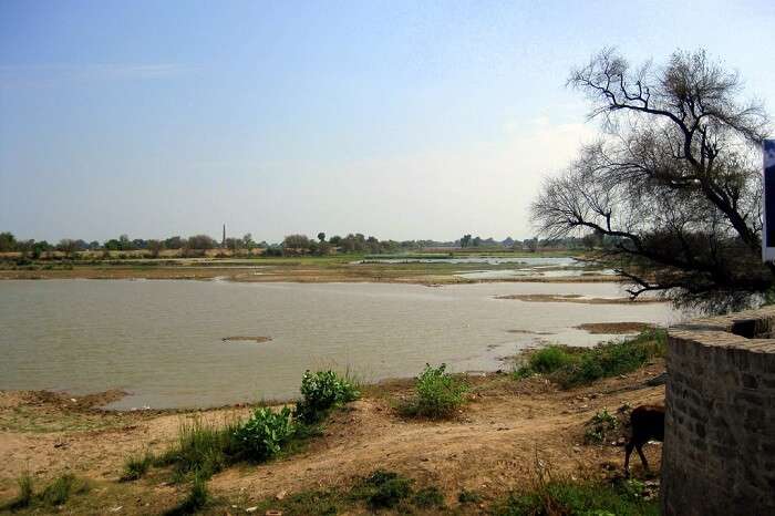 Hanumangarh Ghaggar river
