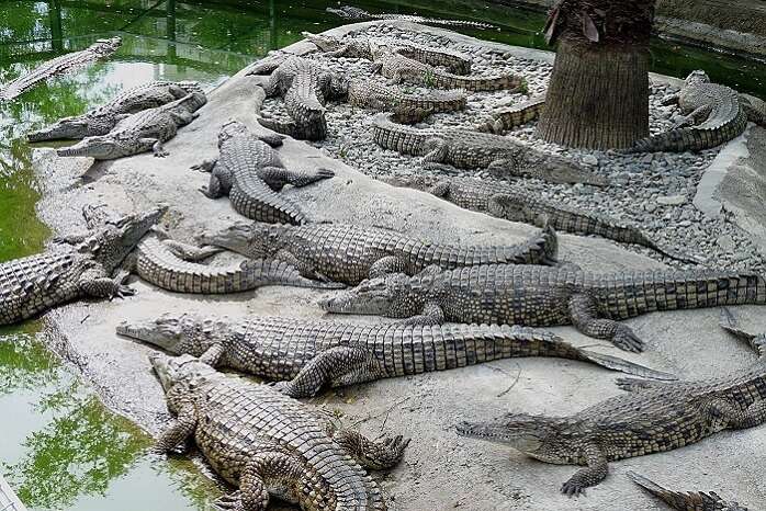 several crocodiles in a place