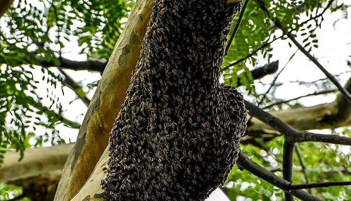 Honeybee farm