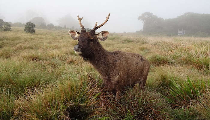 Horton Plains