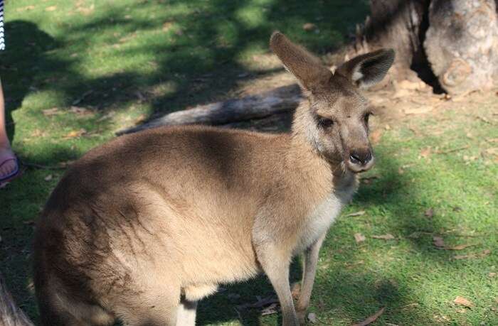 How to reach Lone Pine Koala Sanctuary