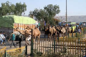 How To Reach Pushkar