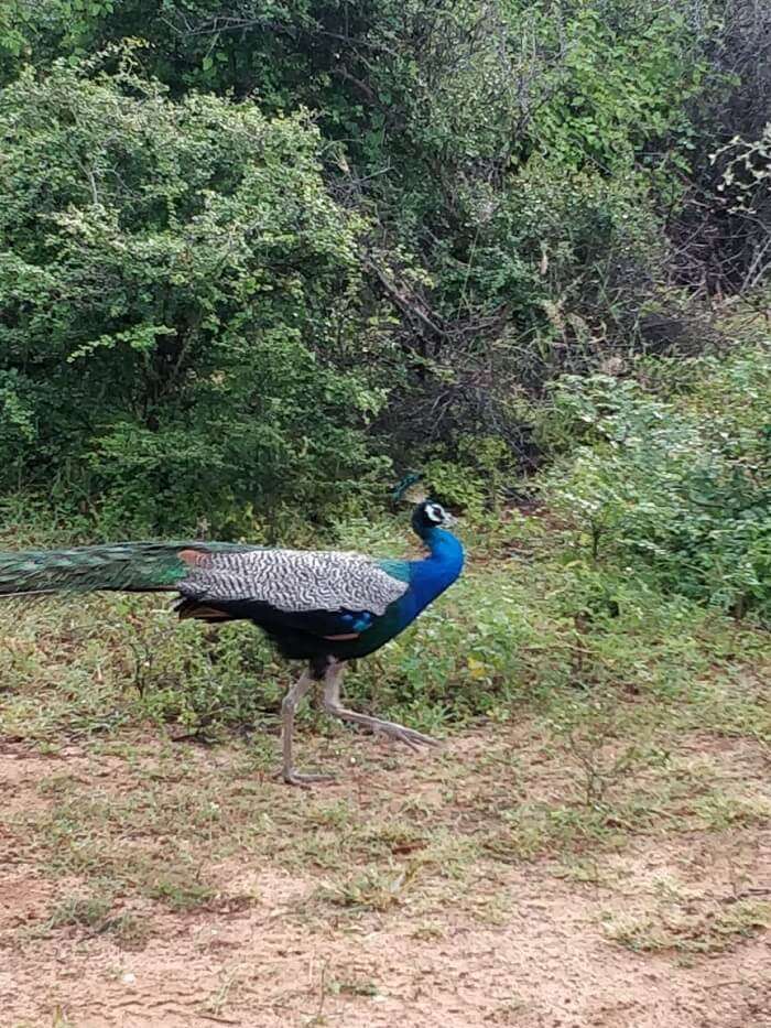 saw the glimpse of peacocks