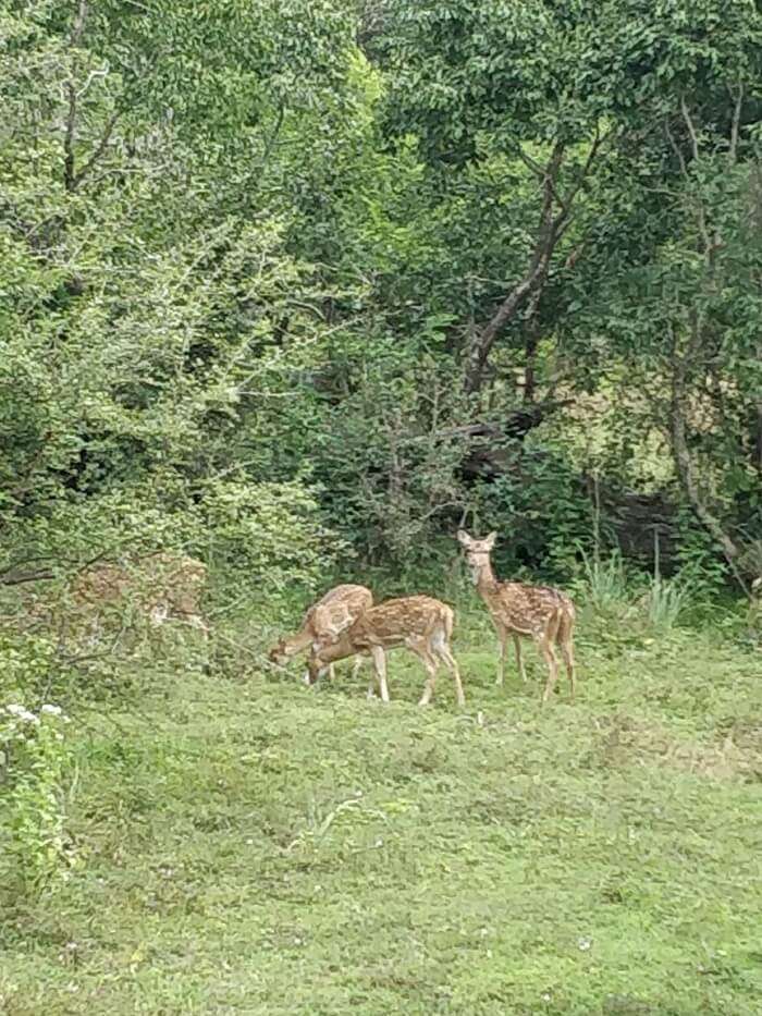 deers in the jungle