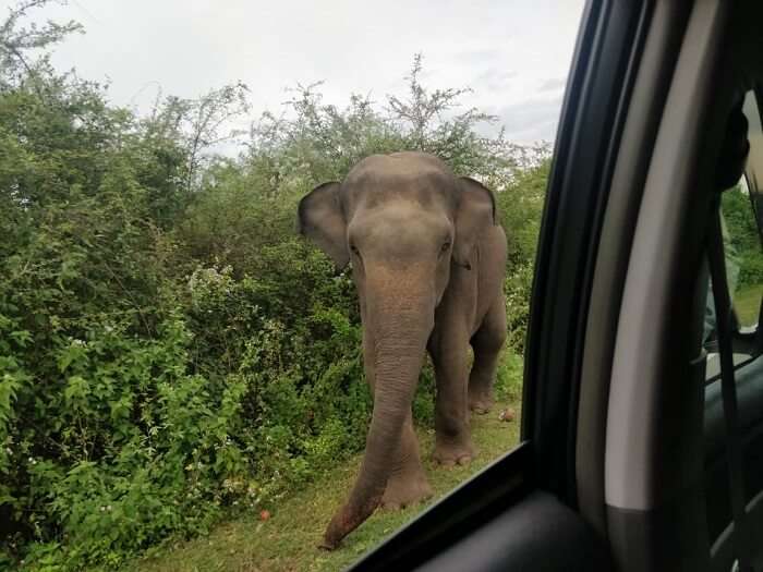 saw lots of elephants