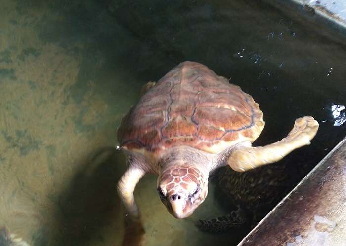 turtle hatchery in Kosgoda