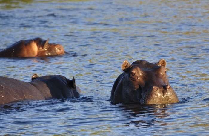 Hippopotamus View