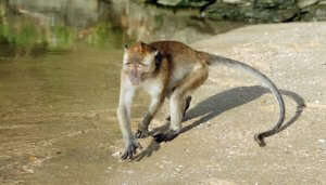 monkey on a beach
