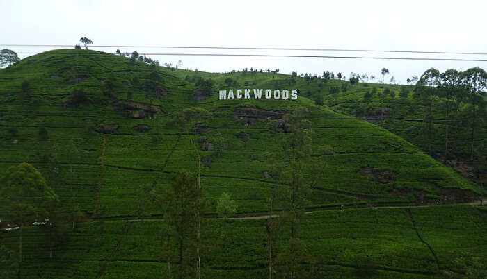 Mackwoods Labookellie Tea Factory