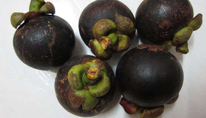 Mangosteen SL