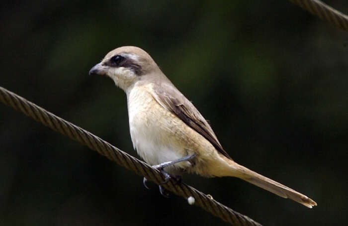 Mannar Bird Sanctuary