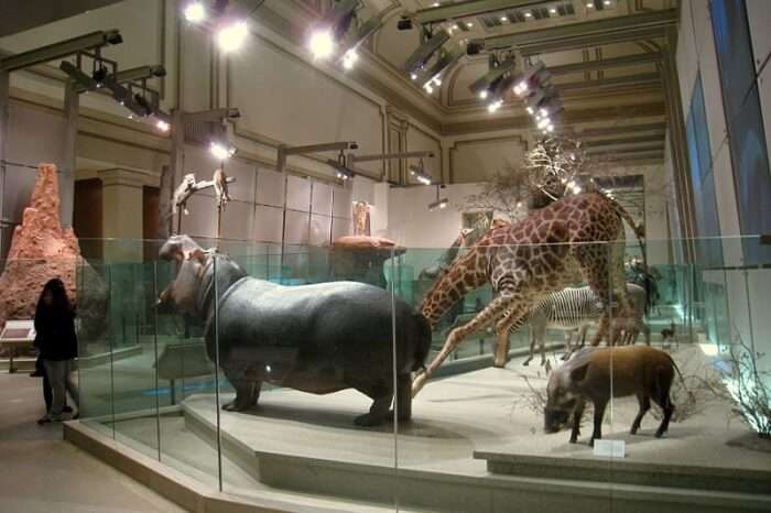 National Museum Of Natural History