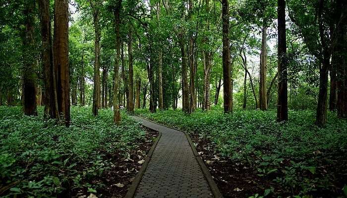 Lush green forests of Nilambur, one of the best places to visit in Kerala