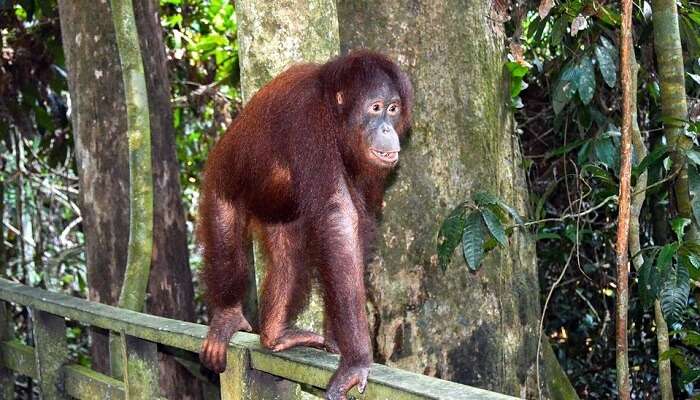 Orangutan
