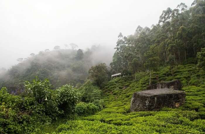 Pedro Tea Estate