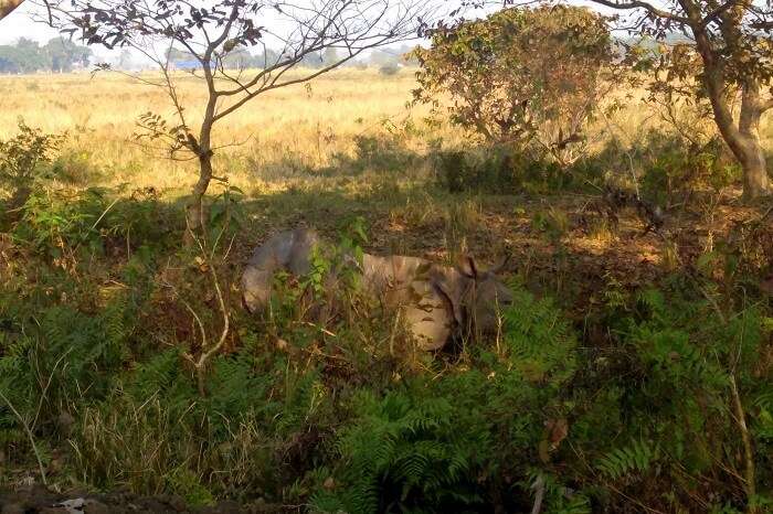 able to spot few species Pobitora