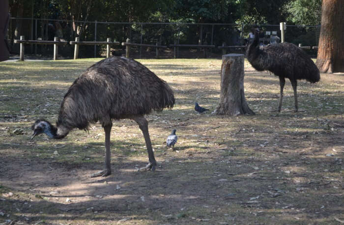 Queensland Explore Australian Wildlife