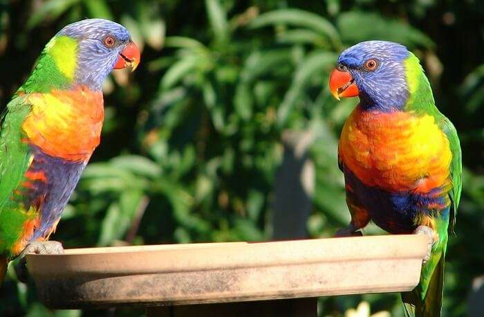 Queensland Feed Lorikeets