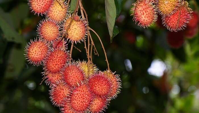 Rambutan SL