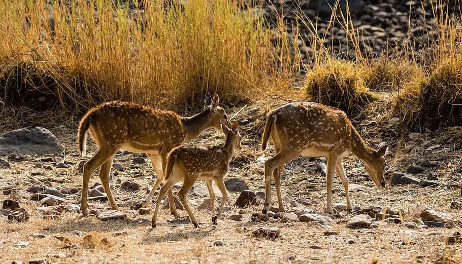 Ranthambore