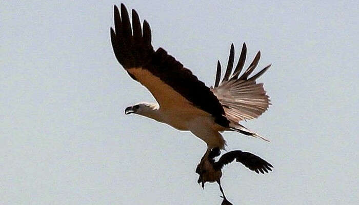  Samaspur Bird Sanctuary,