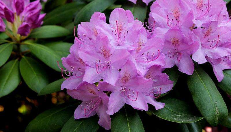 Shingba-Rhododendron-Sanctuary1