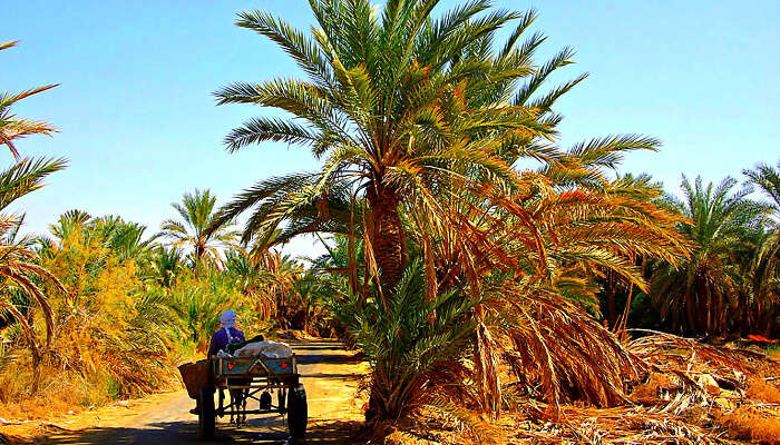 Siwa Egypt