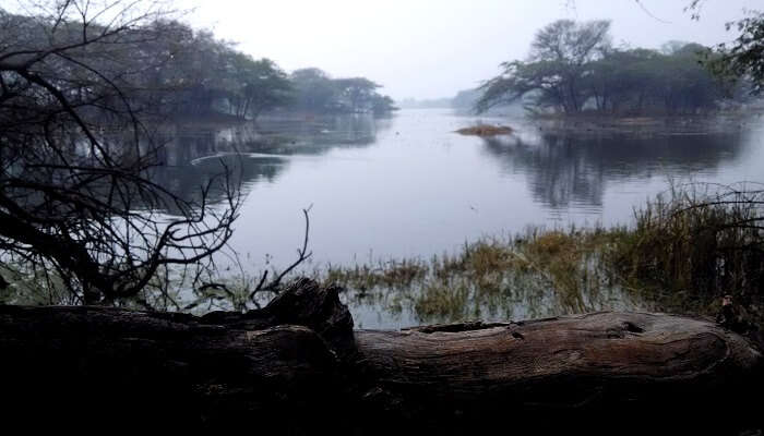 Sultanpur Bird Sanctuary,