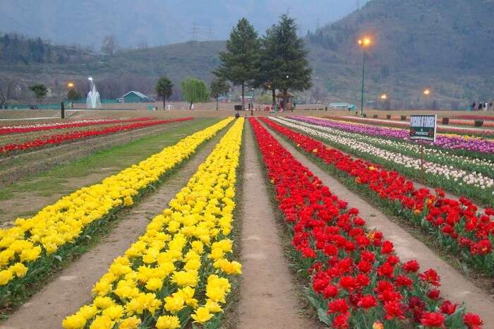 Tulip garden in kashmir