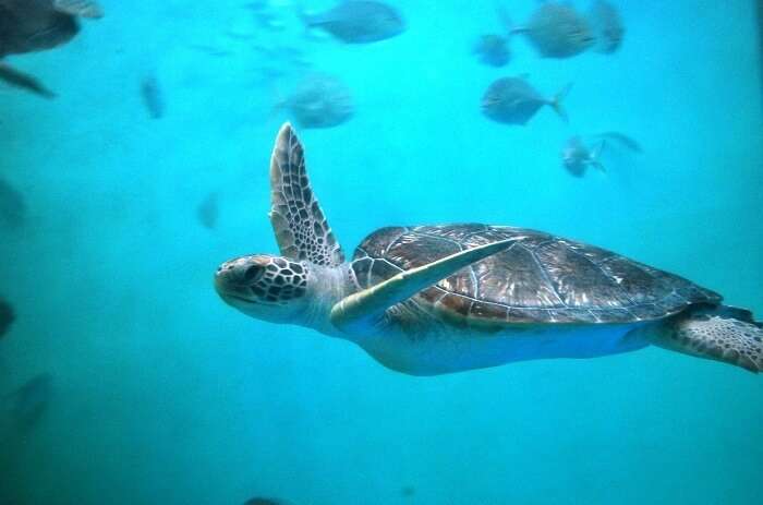 Turtles In Mexico