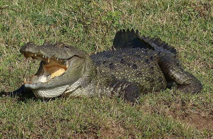 Crocodile View
