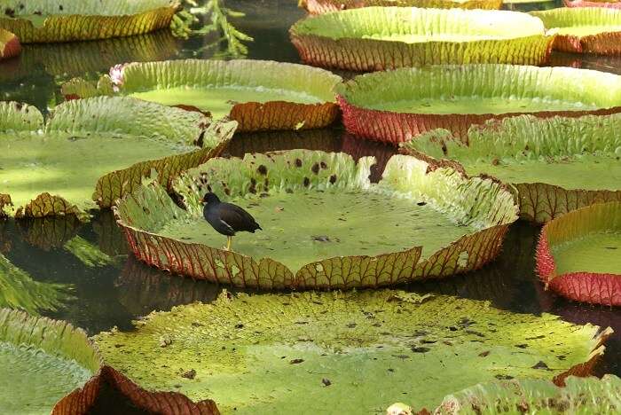 water lilies