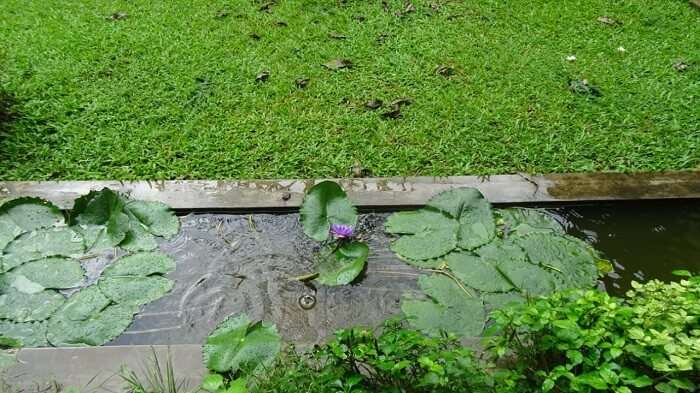 greenery in sri lanka