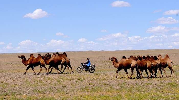 desert landscape mongolia