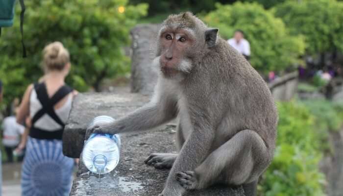 Witness monkey in Bali Zoo, one of the places to visit in Bali for honeymoon for wildlife lovers