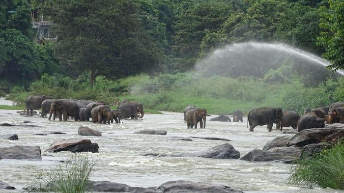 pinnewala elephant orphanage