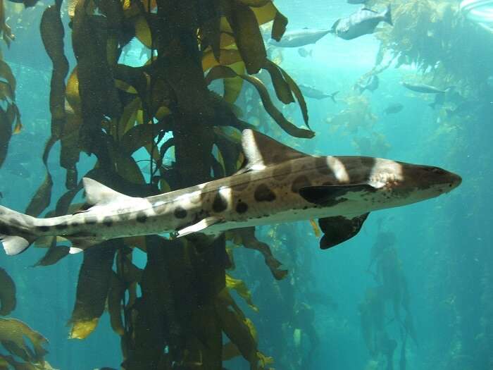 leopard shark phi phi don