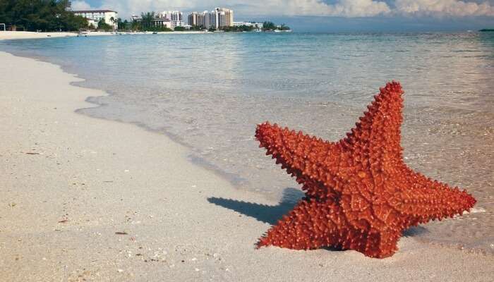 star fish in a beach
