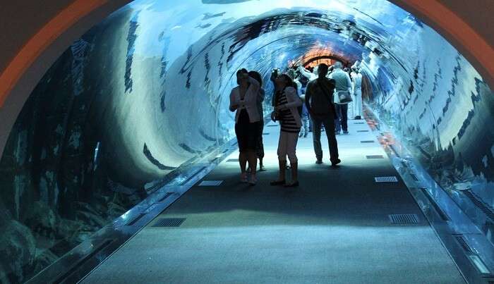 dubai mall aquarium tunnel