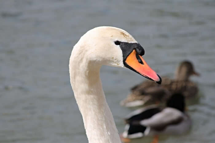 Al Zorah Nature Reserve