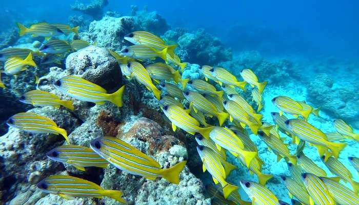 Alimatha House Reef View