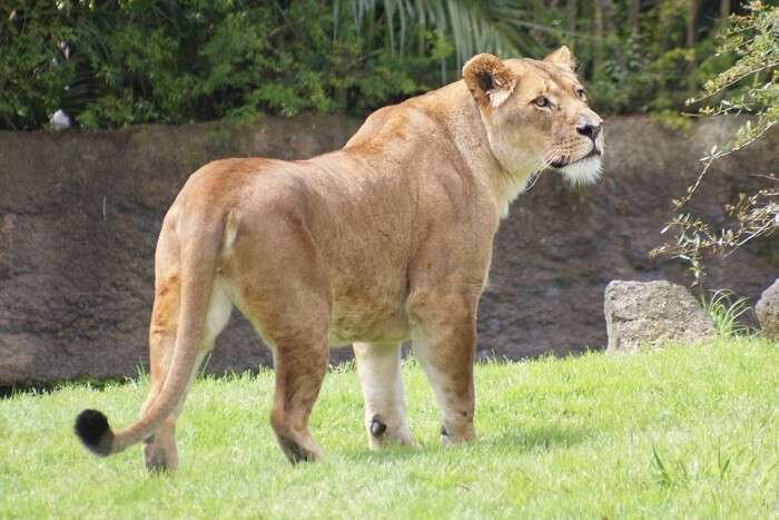 auckland zoo